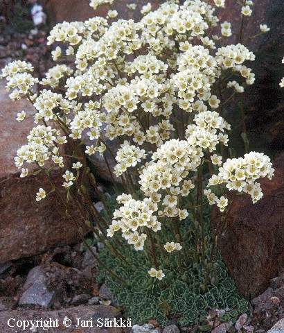  Saxifraga paniculata 